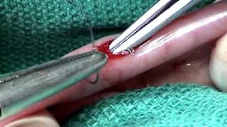 Soft Tissue Surgery with Prof Dr Ron Bright  Intestinal Biopsy [upl. by Eselahc]