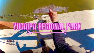 Searching for RAINBOW TROUT in Yucaipa Regional Park [upl. by Akinot]