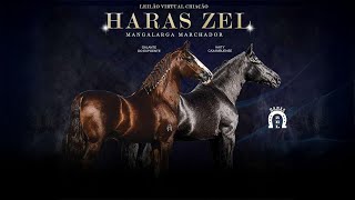 10° LEILÃO CRIAÇÃO HARAS ZEL [upl. by Lodnar]