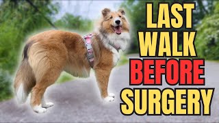 PUPPY MILEY GOES FOR SURGERY AFTER EXPLORING THE GREAT OUTDOORS [upl. by Nynahs989]