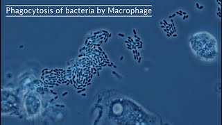 Macrophage eat bacteria under the microscope [upl. by Goldie]