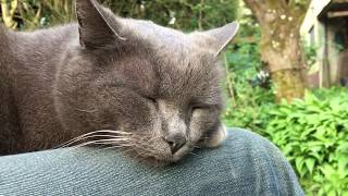 Balding Old Chartreux Cat [upl. by Hennessey]