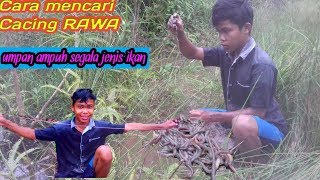 Cara mencari cacing RAWA [upl. by Aufa]