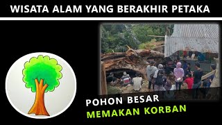 PERISTIWA POHON BESAR TUMBANG DI SOPPENG [upl. by Staford]