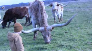 Texas Longhorns  Longhorn Cattle Ranch  Stark Ranch [upl. by Nolaf]