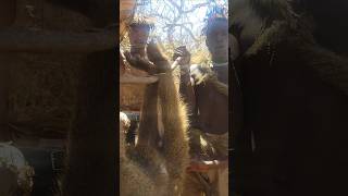 Successful catch a big baboon with hadza hunting wildanimal shorts [upl. by Bobine]