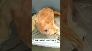 Urgent Pregnant Cat Seeks Help Before Delivery [upl. by Cobb]