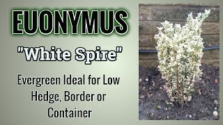 How To Grow Euonymus quotWhite Spirequot Advice You Need To Know [upl. by Atik]