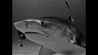 Tiger Sharks harass and try to bite diver [upl. by Ial]