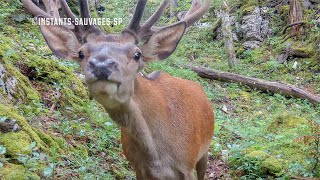 Cerf renifleur  instants sauvages SP 20240809 [upl. by Atsillac756]