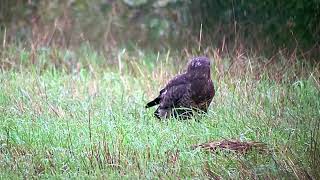 Buizerd speurt grond af aan mijn Trektelpost in het Prinsenpark Zaterdag 28 september 2024 [upl. by Anaed]