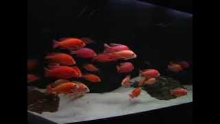 Aulonocara Fire Fish Red Line Red Dragon Red Coral Red Orchid Strawberry Firefish nr 1 [upl. by Eked]