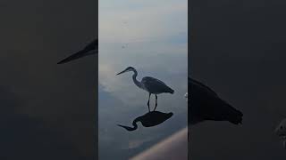 Great Blue Heron and Egrets Flying By 102724 [upl. by Jacinda]