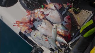 When things get tough pull the Sabiki out  Sydney Snapper Fishing [upl. by Gran]