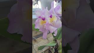 Nice to see our orchids bloom again orchid phalaenopsis cattleya houseplants [upl. by Fiona]