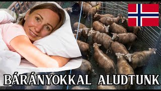 Bárányokkal aludtunk Norvégiában 🐑 Scandinavia 5ep [upl. by Notnef]