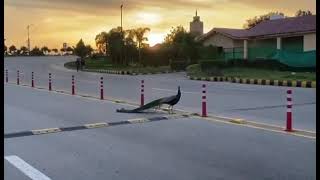 A beautiful evening of Islamabad  Islamabad weather Whatsapp status  Whatsapp status [upl. by Aletse]