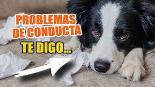 COMPORTAMIENTO de Las MASCOTAS 🐶👍 Problemas comunes y soluciones [upl. by Ahkos959]