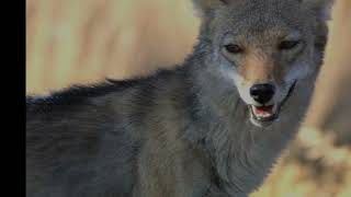 Heres how to keep your pets safe from coyotes [upl. by Annoj64]