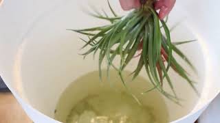 Tillandsias culture et arrosage [upl. by Eahs]