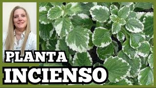 🌾PLANTA INCIENSO ► INCIENSO AROMÁTICO planta CUIDADOS VeronicaCampaniniPlantas [upl. by Nathalia121]