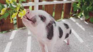 Ellie the miniature pet pig [upl. by Karlens]