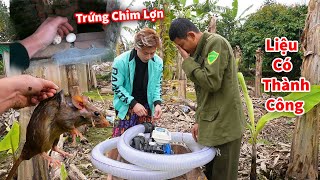 Cáo Ca  Tổ Chim Lợn Mới Đẻ Và Màn Bắt Chuột Cồng Kềnh Khủng Khiếp [upl. by Erminia619]