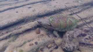 Flattened Musk turtle in Alabama [upl. by Ajram519]