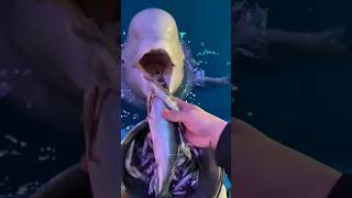 Dolphinfish lovedolphins dolphin dolphindiscovery aquarium animals food shortsvideo facts [upl. by Ynney]