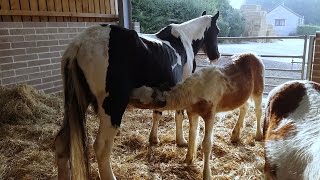 Courageous mare found with skin falling off saves foals [upl. by Rovelli921]