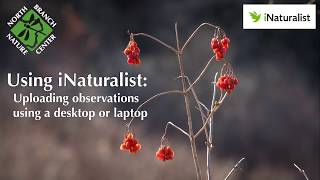 iNaturalist uploading observations using desktops and laptops [upl. by Bissell]