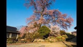 JG☆☆ 福島 金毘羅桜 FukushimaKonpirazakura [upl. by Nanahs]