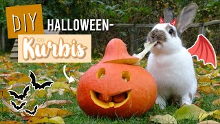 DIY HalloweenKürbis 🎃👻 für Kaninchen 🐰  Kaninchenstar [upl. by Manson225]