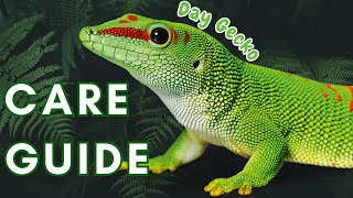 Ultimate Madagascar Giant Day Gecko Care Guide Housing Feeding amp Expert Tips [upl. by Vite]