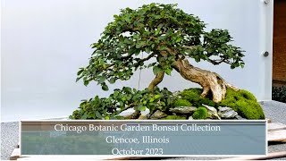 Chicago Botanic Garden Bonsai Collection Glencoe Illinois October 2023 bonsai bonsaicollection [upl. by Adnerad]