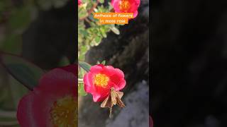 फूलों का खिलना Anthesisytshorts blossomflower trending moss butterfly garden agriculture [upl. by Ruiz]