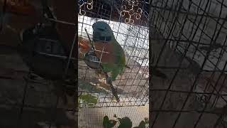 perrot mithu talkingparrotscareandroutine perrot perrottvideo youtubeshorts [upl. by Durwood862]