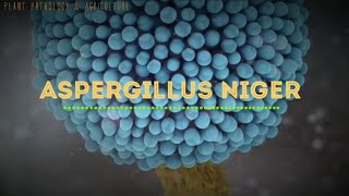 Aspergillus niger  Fruits  Vegetables  Contaminants  Black mold disease [upl. by Nary704]