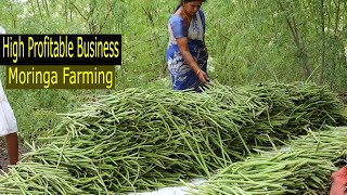 How to Start Business Drumstick Farming  How to Grow Moringa  Moringa Cultivation A to Z [upl. by Atterrol]