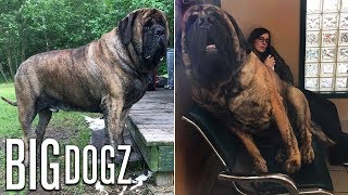 Our GIANT 250lb Mastiff Is Built Like A Wrestler  BIG DOGZ [upl. by Sigler373]