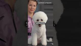 Poodle vs Bichon Frise Which Breed is Right for You [upl. by Ahsauqal]