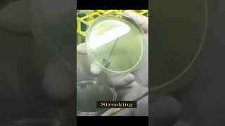 streaking on agar plate [upl. by Nuahsar]