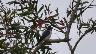 Whitebreasted Woodswallow at Sandy Camp Road Wetlands [upl. by Andriana]