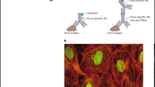 Measurement of virions and their components [upl. by Einittirb640]