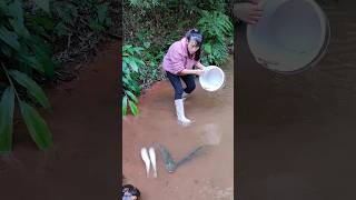 Unbelievable fishingFish catching fish trap pond monster bass fishing exotic fish [upl. by Kath]