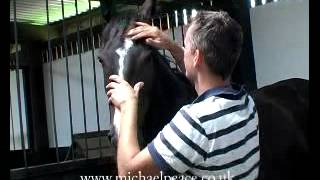 Michael Peace works with a Headshy Horse [upl. by Ahab]