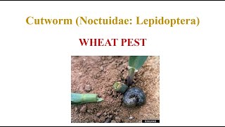 Wheat Cutworm [upl. by Loveridge]