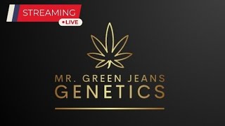 Live w Mr Green Jeans Genetics [upl. by Adierf77]