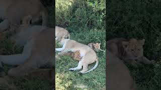 Only in Kenya Lionesses Raising Cubs Together—Book Now to See adventureawaits safarisightings [upl. by Ringo638]