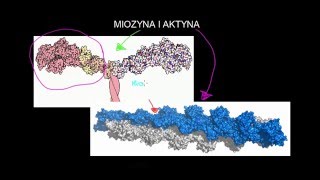 Miozyna i aktyna [upl. by Amikay]